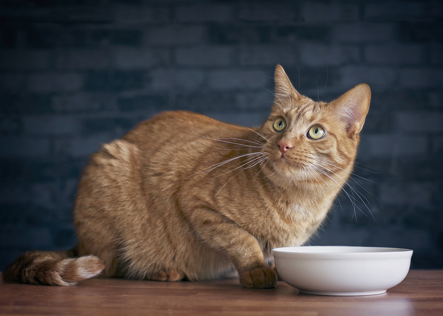 Pourquoi Mon Chat Gratte Autour De Sa Gamelle Comme Un Roi