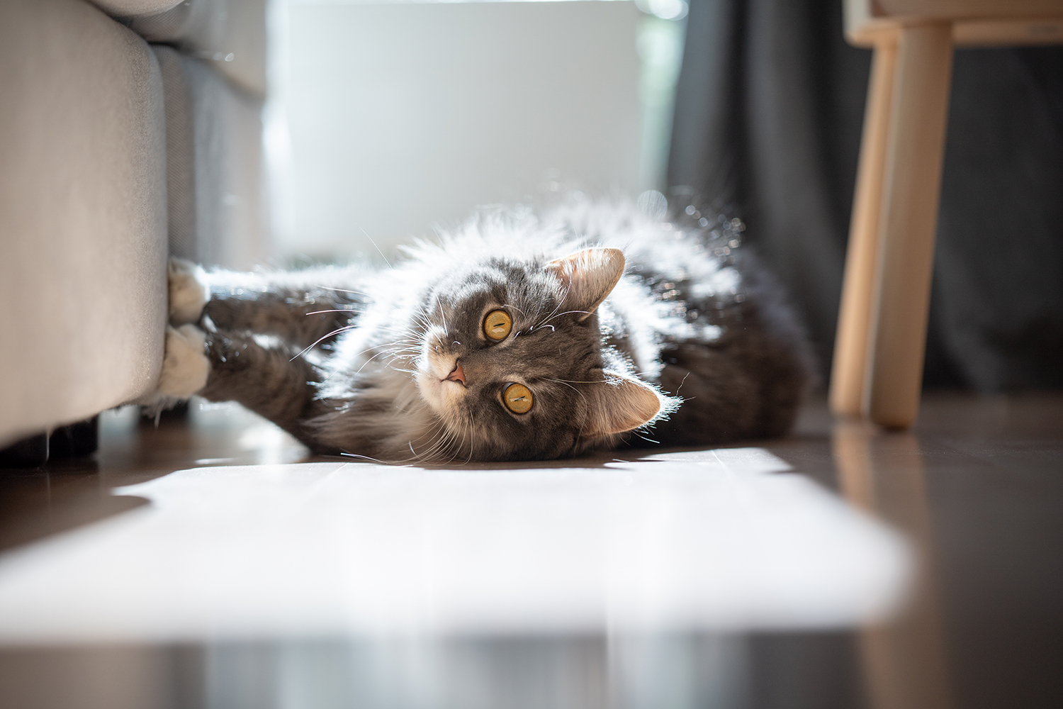 Comment Empecher Mon Chat De Griffer Le Canape Comme Un Roi Comment Empecher Mon Chat De Griffer Le Canape Comme Un Roi