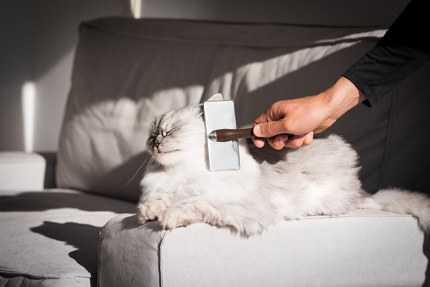 Toiletter Un Chat A Poils Longs Nos Conseils Comme Un Roi