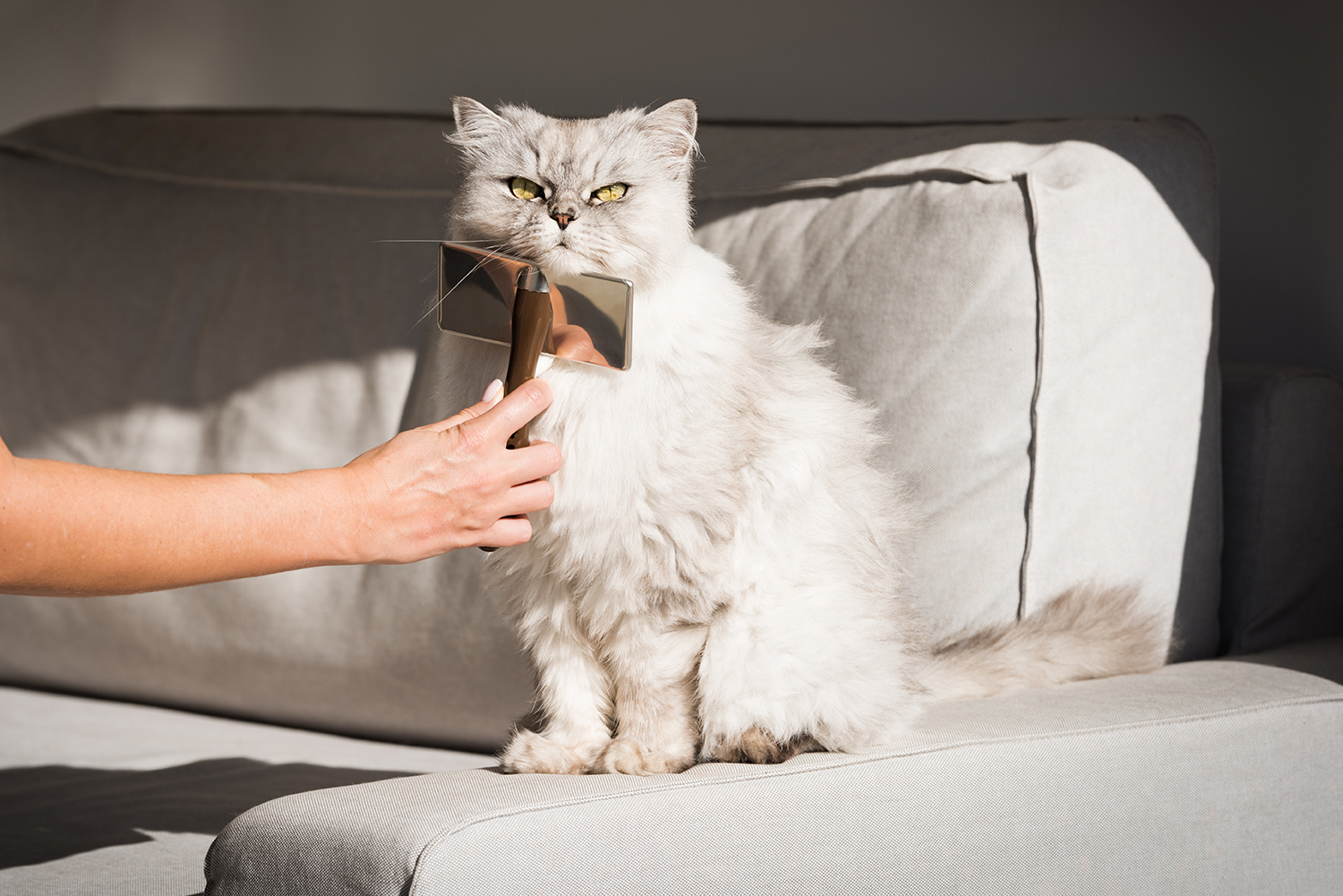 Le Toiletteur Coupe Les Poils De Chat Dans Le Salon. Les Soins Aux Animaux  Dans Une Animalerie Utilisent Une Tondeuse Pour Couper Les Poils De Chat.