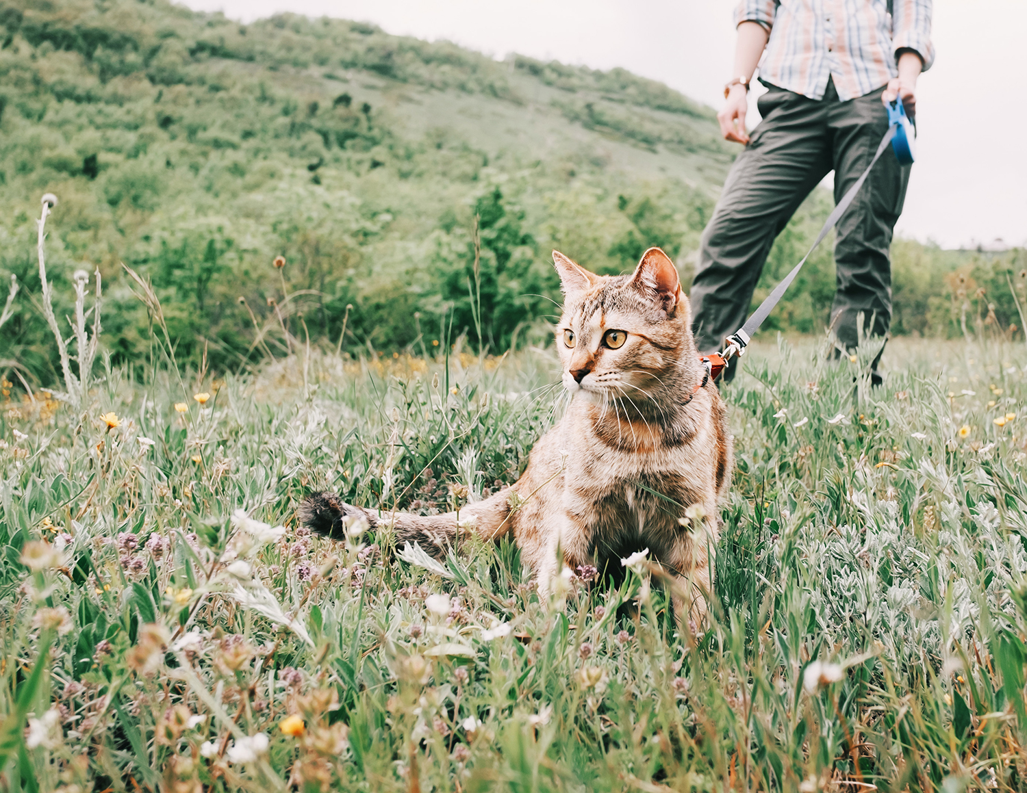 Promener Son Chat En Toute Securite Comme Un Roi
