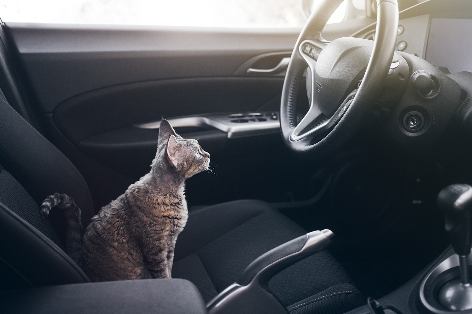 Transporter son chat en voiture : nos conseils