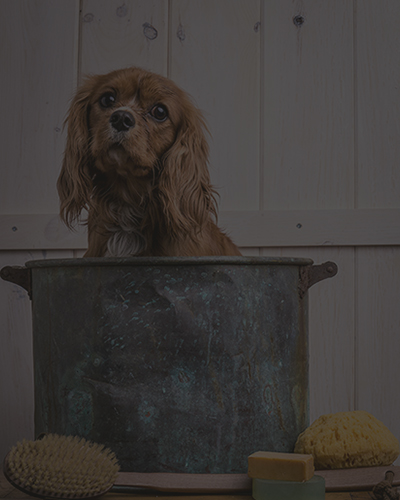 Avec Quoi Laver Son Chien Les Produits A Utiliser Comme Un Roi